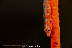 I love Goby..... by Francis Lau 